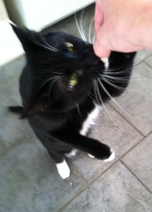 This is my cat receiving his share of pork, moments before he nearly took my hand off for it.